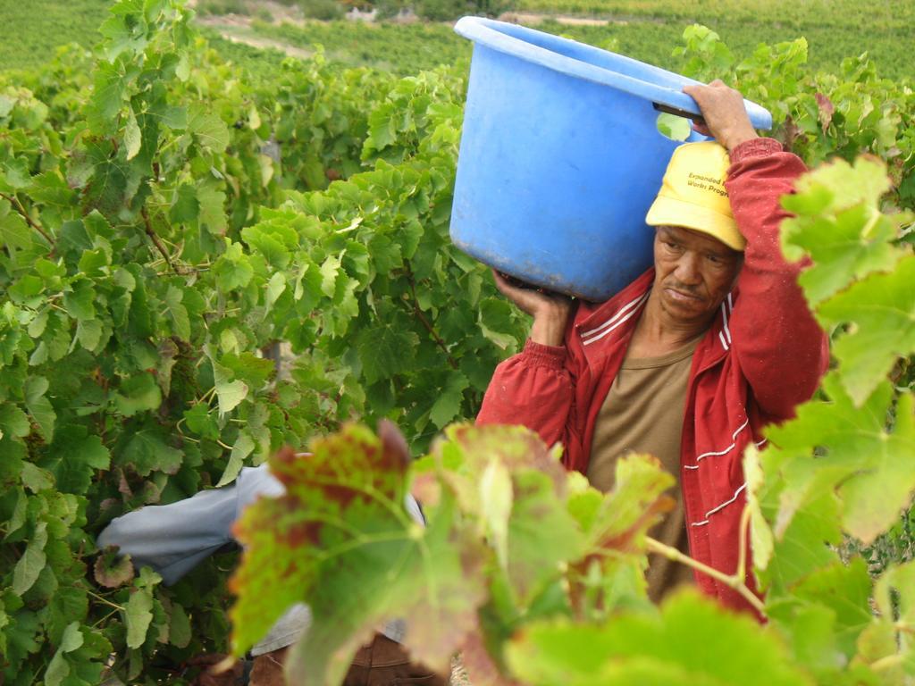 Skilpadvlei Wine Farm ステレンボッシュ エクステリア 写真